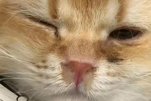猫有鼻涕怎么办,出现清鼻涕要注意保暖