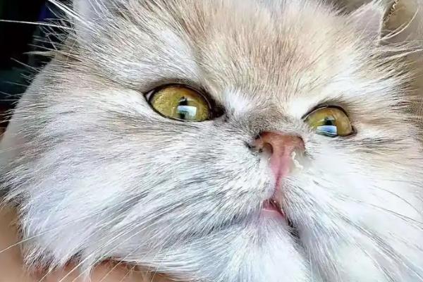 猫有鼻涕怎么办,出现清鼻涕要注意保暖