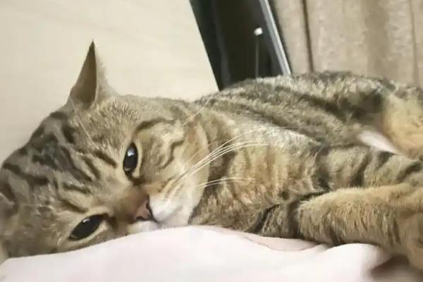 猫有鼻涕怎么办,出现清鼻涕要注意保暖