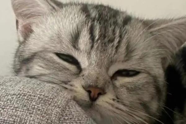 猫有鼻涕怎么办,出现清鼻涕要注意保暖