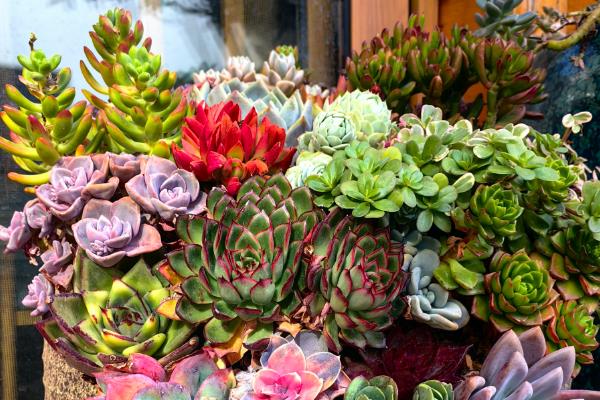多肉是如何度过梅雨季节的，需减少浇水