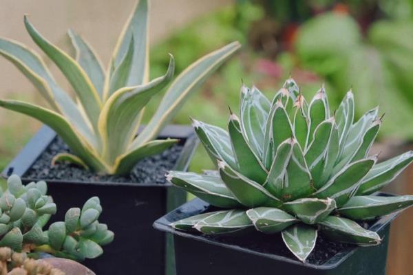 多肉是如何度过梅雨季节的，需减少浇水