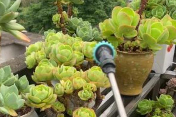 多肉是如何度过梅雨季节的，需减少浇水