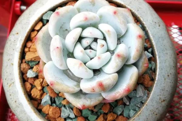 多肉是如何度过梅雨季节的，需减少浇水