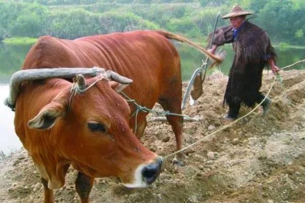 老牛的尾巴像哪些东西,像是一根绳子、鞭子