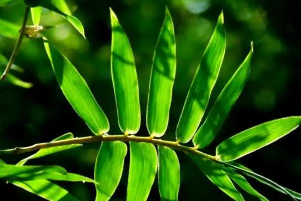 凤尾竹过冬的注意事项,保持土壤处于微湿状态