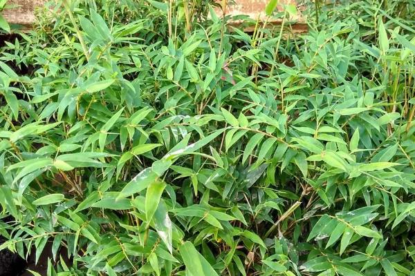 凤尾竹过冬的注意事项,保持土壤处于微湿状态