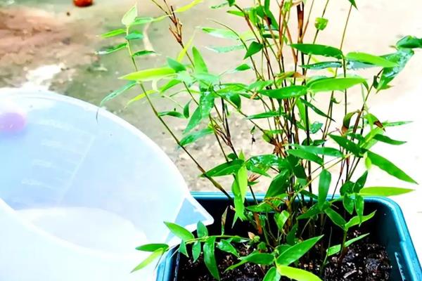 凤尾竹过冬的注意事项,保持土壤处于微湿状态