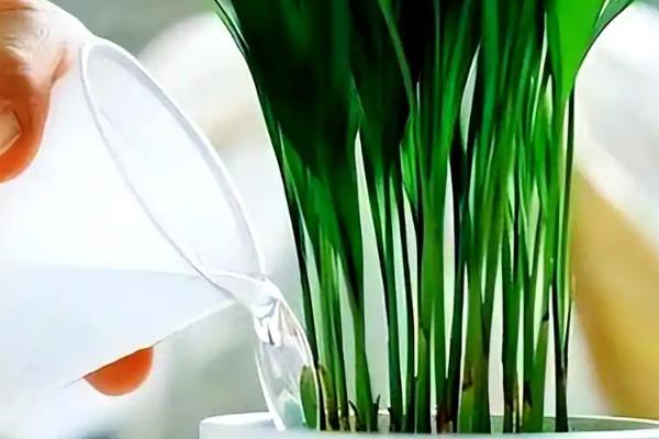 凤尾竹过冬的注意事项,保持土壤处于微湿状态