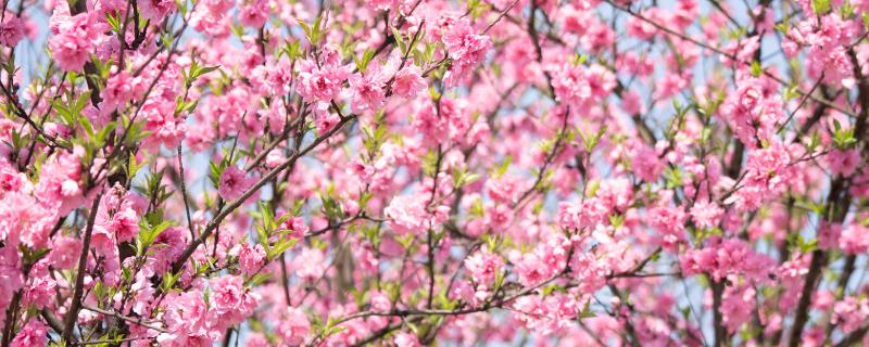 哪些树会开花，常见桃树、梅花树等品种