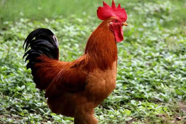公鸡有什么特征,鸡冠比母鸡大