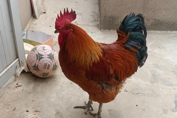 公鸡有什么特征,鸡冠比母鸡大