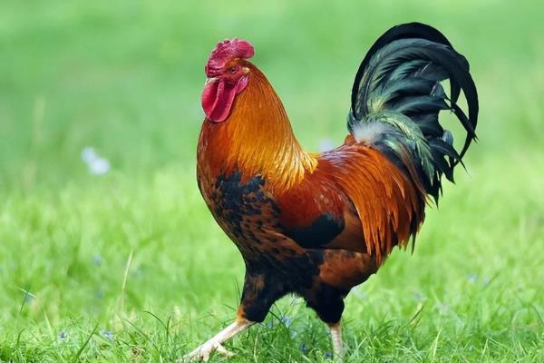 公鸡有什么特征,鸡冠比母鸡大