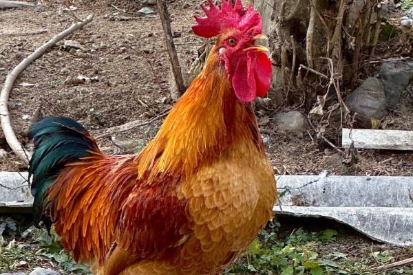 公鸡有什么特征,鸡冠比母鸡大