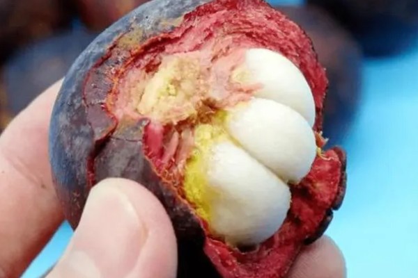 山竹里面黄黄的是什么东西，是黄色树脂