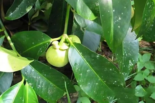 山竹里面黄黄的是什么东西，是黄色树脂