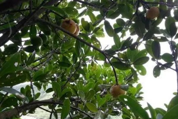 山竹里面黄黄的是什么东西，是黄色树脂