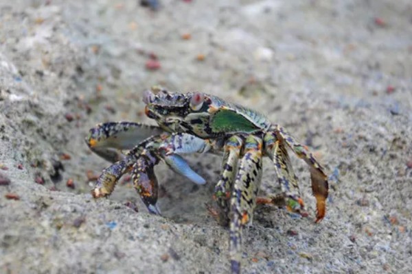 螃蟹的生活习性，其食性极杂