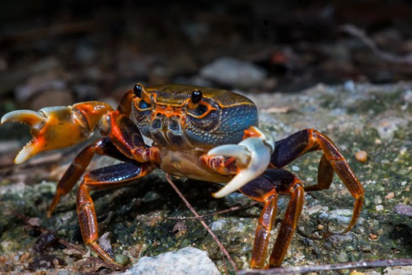 螃蟹的生活习性，其食性极杂