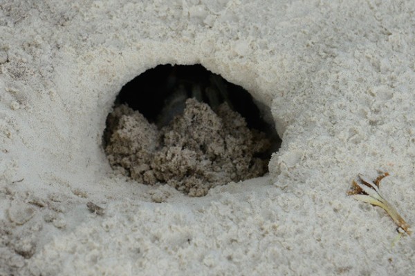 螃蟹的生活习性，其食性极杂