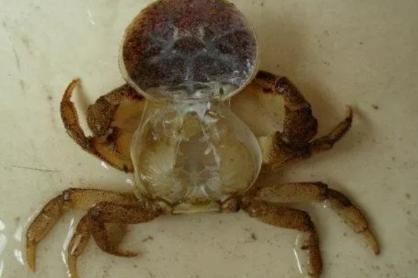 螃蟹的生活习性，其食性极杂