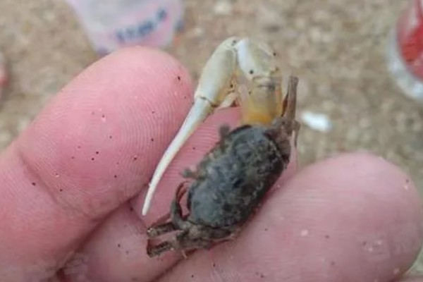 螃蟹的生活习性，其食性极杂