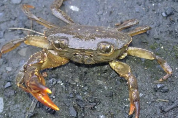 螃蟹的生活习性，其食性极杂