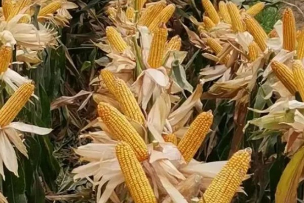 新科19玉米种简介，夏播生育期99-101天