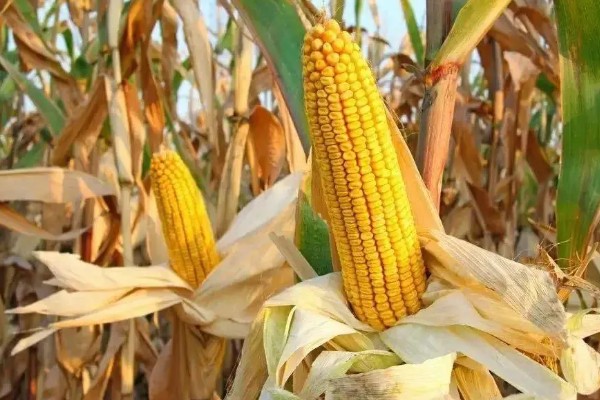 新科19玉米种简介，夏播生育期99-101天