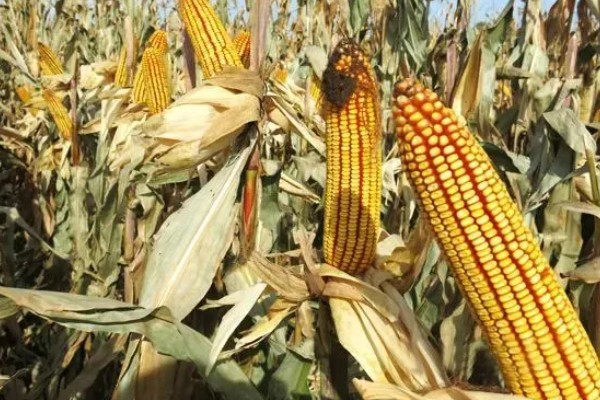 新科19玉米种简介，夏播生育期99-101天