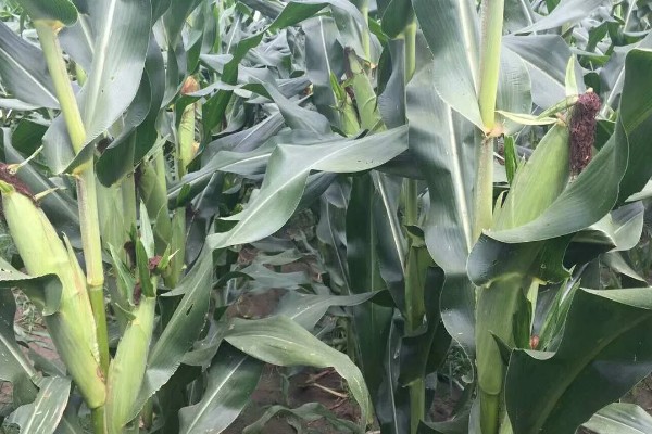 新科19玉米种简介，夏播生育期99-101天