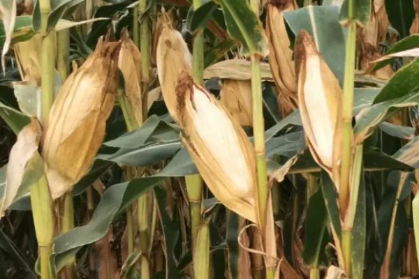 新科19玉米种简介，夏播生育期99-101天