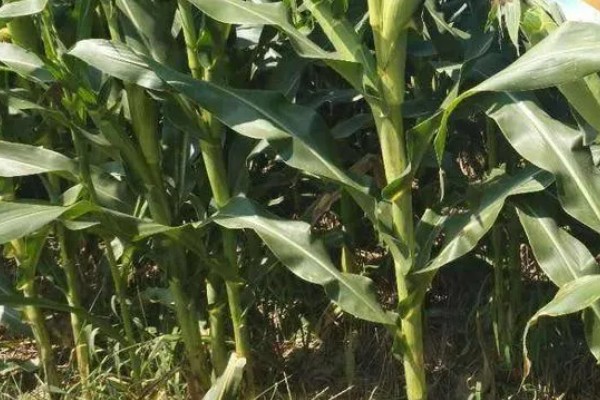 新科19玉米种简介，夏播生育期99-101天