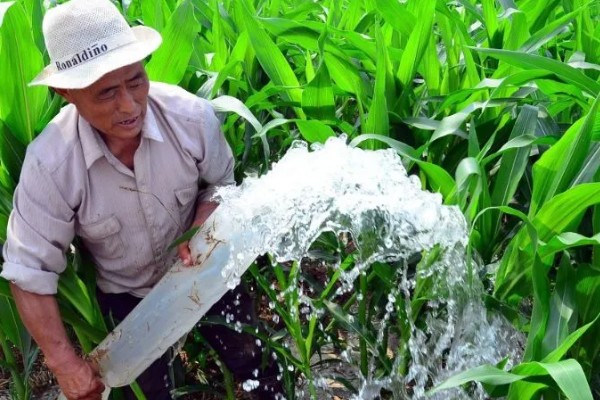新科19玉米种简介，夏播生育期99-101天
