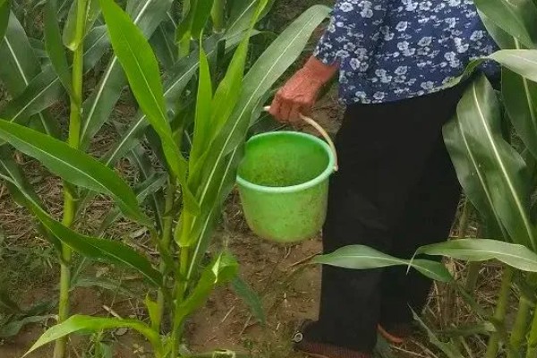 新科19玉米种简介，夏播生育期99-101天