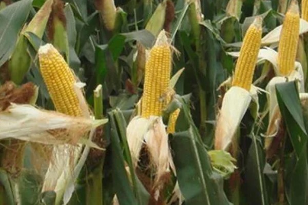新科19玉米种简介，夏播生育期99-101天