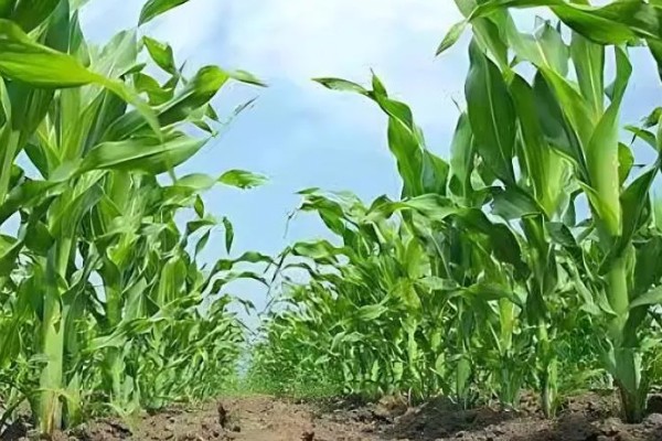 新科19玉米种简介，夏播生育期99-101天