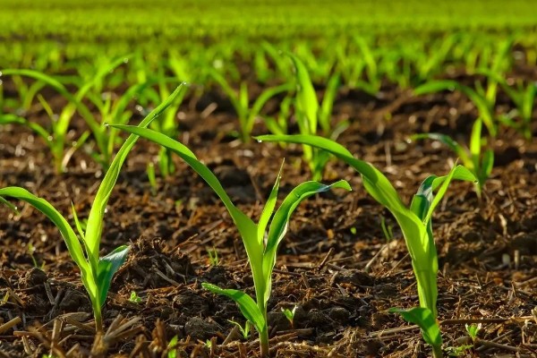 新科19玉米种简介，夏播生育期99-101天