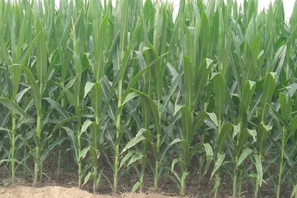 新科19玉米种简介，夏播生育期99-101天