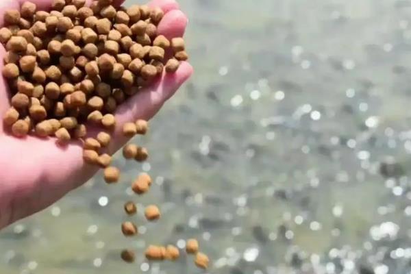 鱼塘亚硝酸盐高如何处理，泼洒化学增氧剂再开设增氧机可改善水质