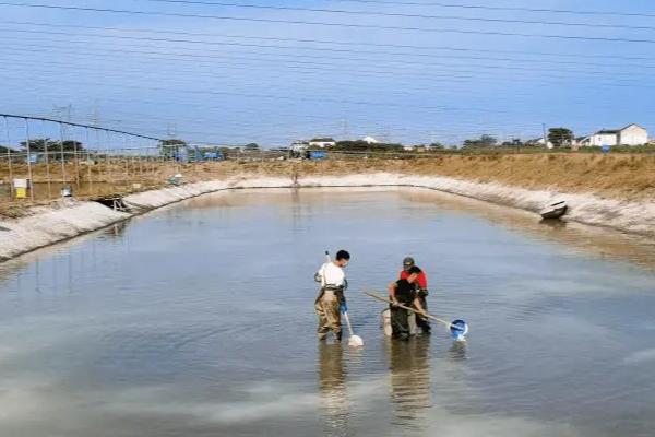 鱼塘亚硝酸盐高如何处理，泼洒化学增氧剂再开设增氧机可改善水质