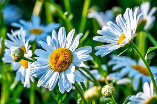 哪些花卉适合在春天种植，可选择迎春花、太阳花等品种