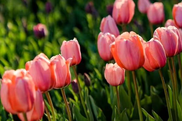 哪些花卉适合在春天种植，可选择迎春花、太阳花等品种