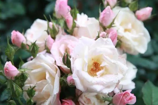 哪些花卉适合在春天种植，可选择迎春花、太阳花等品种