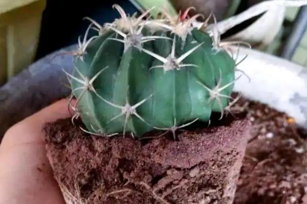仙人球的修根方法，从盆中取出植株再将不良根系剪除