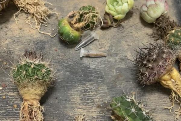 仙人球的修根方法，从盆中取出植株再将不良根系剪除