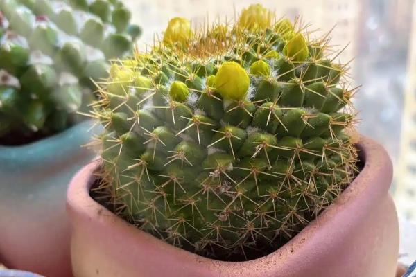 仙人球的修根方法，从盆中取出植株再将不良根系剪除