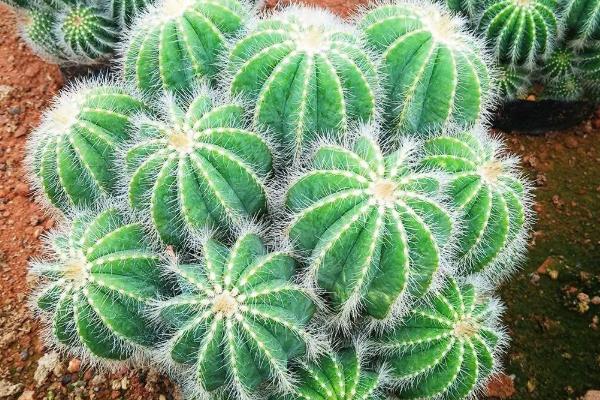 仙人球的修根方法，从盆中取出植株再将不良根系剪除