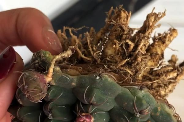 仙人球的修根方法，从盆中取出植株再将不良根系剪除