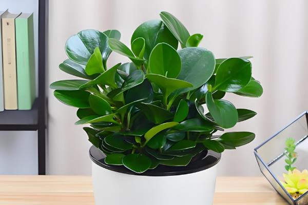 豆瓣绿怎么养，一定要定期施肥